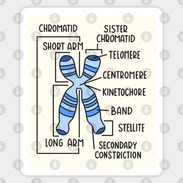 Hand Drawn Chromosome Labeled Magnet by Sofia Sava